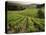 Vineyards Near Coiffy Le Haut, Haute Marne, Champagne, France-Michael Busselle-Stretched Canvas