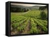 Vineyards Near Coiffy Le Haut, Haute Marne, Champagne, France-Michael Busselle-Framed Stretched Canvas