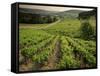 Vineyards Near Coiffy Le Haut, Haute Marne, Champagne, France-Michael Busselle-Framed Stretched Canvas