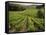 Vineyards Near Coiffy Le Haut, Haute Marne, Champagne, France-Michael Busselle-Framed Stretched Canvas