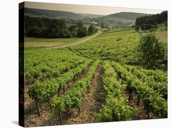 Vineyards Near Coiffy Le Haut, Haute Marne, Champagne, France-Michael Busselle-Stretched Canvas