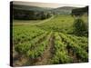 Vineyards Near Coiffy Le Haut, Haute Marne, Champagne, France-Michael Busselle-Stretched Canvas