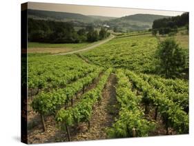 Vineyards Near Coiffy Le Haut, Haute Marne, Champagne, France-Michael Busselle-Stretched Canvas