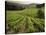 Vineyards Near Coiffy Le Haut, Haute Marne, Champagne, France-Michael Busselle-Stretched Canvas