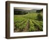 Vineyards Near Coiffy Le Haut, Haute Marne, Champagne, France-Michael Busselle-Framed Photographic Print