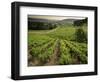 Vineyards Near Coiffy Le Haut, Haute Marne, Champagne, France-Michael Busselle-Framed Photographic Print