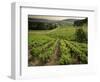 Vineyards Near Coiffy Le Haut, Haute Marne, Champagne, France-Michael Busselle-Framed Photographic Print