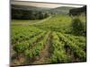 Vineyards Near Coiffy Le Haut, Haute Marne, Champagne, France-Michael Busselle-Mounted Photographic Print