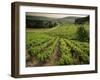 Vineyards Near Coiffy Le Haut, Haute Marne, Champagne, France-Michael Busselle-Framed Photographic Print