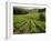 Vineyards Near Coiffy Le Haut, Haute Marne, Champagne, France-Michael Busselle-Framed Photographic Print
