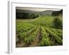 Vineyards Near Coiffy Le Haut, Haute Marne, Champagne, France-Michael Busselle-Framed Photographic Print