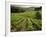 Vineyards Near Coiffy Le Haut, Haute Marne, Champagne, France-Michael Busselle-Framed Photographic Print