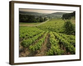 Vineyards Near Coiffy Le Haut, Haute Marne, Champagne, France-Michael Busselle-Framed Photographic Print