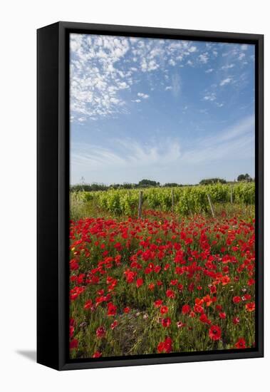 Vineyards near Ettore E Infersa Salt Works Area-Guido Cozzi-Framed Stretched Canvas