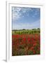 Vineyards near Ettore E Infersa Salt Works Area-Guido Cozzi-Framed Premium Photographic Print