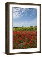 Vineyards near Ettore E Infersa Salt Works Area-Guido Cozzi-Framed Photographic Print