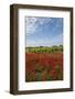 Vineyards near Ettore E Infersa Salt Works Area-Guido Cozzi-Framed Photographic Print