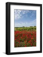 Vineyards near Ettore E Infersa Salt Works Area-Guido Cozzi-Framed Photographic Print