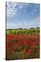 Vineyards near Ettore E Infersa Salt Works Area-Guido Cozzi-Stretched Canvas