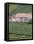 Vineyards Near Fumane in the Centre of the Valpolicella Classico Zone, Fumane, Veneto, Italy-Michael Newton-Framed Stretched Canvas