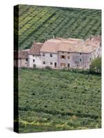 Vineyards Near Fumane in the Centre of the Valpolicella Classico Zone, Fumane, Veneto, Italy-Michael Newton-Stretched Canvas