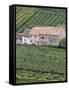 Vineyards Near Fumane in the Centre of the Valpolicella Classico Zone, Fumane, Veneto, Italy-Michael Newton-Framed Stretched Canvas