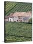 Vineyards Near Fumane in the Centre of the Valpolicella Classico Zone, Fumane, Veneto, Italy-Michael Newton-Stretched Canvas