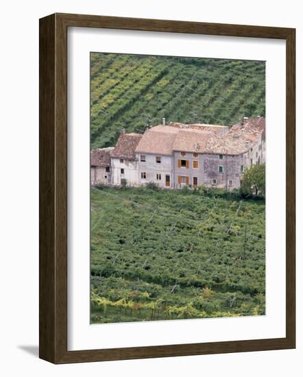 Vineyards Near Fumane in the Centre of the Valpolicella Classico Zone, Fumane, Veneto, Italy-Michael Newton-Framed Photographic Print