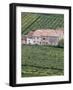 Vineyards Near Fumane in the Centre of the Valpolicella Classico Zone, Fumane, Veneto, Italy-Michael Newton-Framed Photographic Print