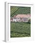 Vineyards Near Fumane in the Centre of the Valpolicella Classico Zone, Fumane, Veneto, Italy-Michael Newton-Framed Photographic Print