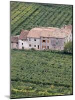 Vineyards Near Fumane in the Centre of the Valpolicella Classico Zone, Fumane, Veneto, Italy-Michael Newton-Mounted Photographic Print