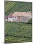 Vineyards Near Fumane in the Centre of the Valpolicella Classico Zone, Fumane, Veneto, Italy-Michael Newton-Mounted Photographic Print