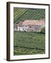 Vineyards Near Fumane in the Centre of the Valpolicella Classico Zone, Fumane, Veneto, Italy-Michael Newton-Framed Photographic Print