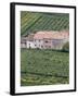 Vineyards Near Fumane in the Centre of the Valpolicella Classico Zone, Fumane, Veneto, Italy-Michael Newton-Framed Photographic Print