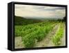 Vineyards Near Gigondas, Vaucluse, Provence, France, Europe-Michael Busselle-Framed Stretched Canvas