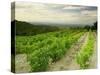 Vineyards Near Gigondas, Vaucluse, Provence, France, Europe-Michael Busselle-Stretched Canvas