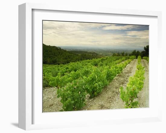 Vineyards Near Gigondas, Vaucluse, Provence, France, Europe-Michael Busselle-Framed Photographic Print