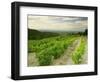 Vineyards Near Gigondas, Vaucluse, Provence, France, Europe-Michael Busselle-Framed Photographic Print