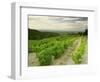 Vineyards Near Gigondas, Vaucluse, Provence, France, Europe-Michael Busselle-Framed Photographic Print