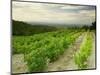 Vineyards Near Gigondas, Vaucluse, Provence, France, Europe-Michael Busselle-Mounted Photographic Print
