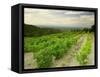 Vineyards Near Gigondas, Vaucluse, Provence, France, Europe-Michael Busselle-Framed Stretched Canvas