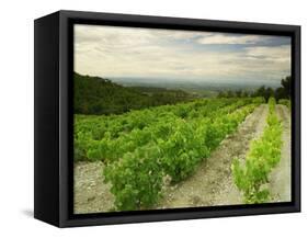 Vineyards Near Gigondas, Vaucluse, Provence, France, Europe-Michael Busselle-Framed Stretched Canvas
