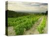 Vineyards Near Gigondas, Vaucluse, Provence, France, Europe-Michael Busselle-Stretched Canvas