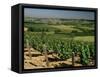 Vineyards Near Irancy, Burgundy, France-Michael Busselle-Framed Stretched Canvas