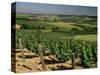 Vineyards Near Irancy, Burgundy, France-Michael Busselle-Stretched Canvas