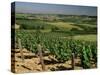 Vineyards Near Irancy, Burgundy, France-Michael Busselle-Stretched Canvas