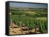 Vineyards Near Irancy, Burgundy, France-Michael Busselle-Framed Stretched Canvas