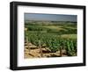 Vineyards Near Irancy, Burgundy, France-Michael Busselle-Framed Photographic Print