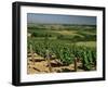 Vineyards Near Irancy, Burgundy, France-Michael Busselle-Framed Photographic Print