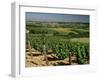 Vineyards Near Irancy, Burgundy, France-Michael Busselle-Framed Photographic Print